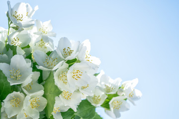Naklejka na ściany i meble White jasmine The branch delicate spring flowers