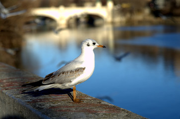 fotografia al fiume ...e al pescatore