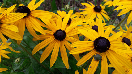 Close-up beautiful  yellow Rudbeckia fulgda 