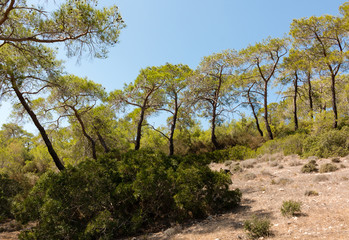 Fototapeta na wymiar Pines and bushes with blue sky background