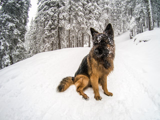 German shepherd dog in the snow, Cortina D'Ampezzo, Italy
