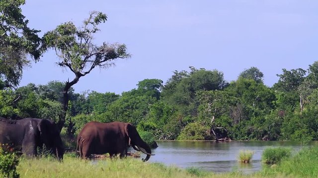 African bush elephant in Kruger National park, South Africa