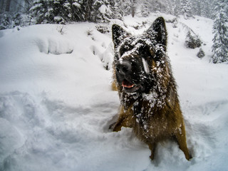 German shepherd dog in the snow, Cortina D'Ampezzo, Italy