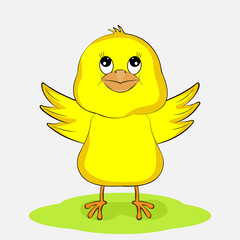 funny yellow chicken isolated on white background.