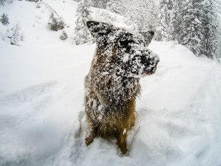 German shepherd dog covered in snow, Cortina D'Ampezzo, Italy