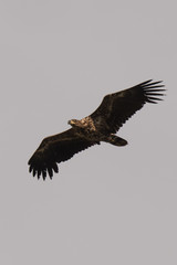 young sea eagle in flight Haliaeetus albicilla