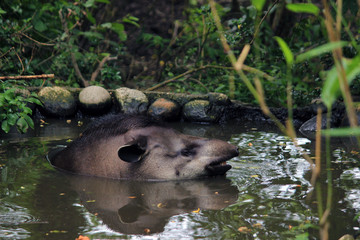 water river forest nature animal wildlife