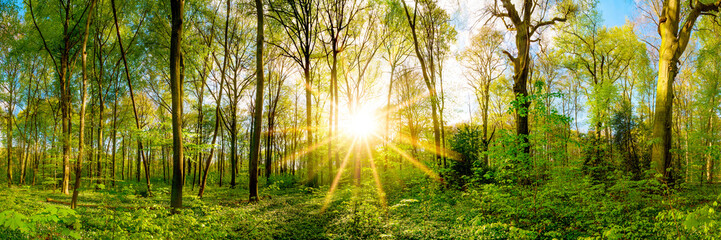 Fototapeta na wymiar Spring in the forest with bright sun shining through the trees