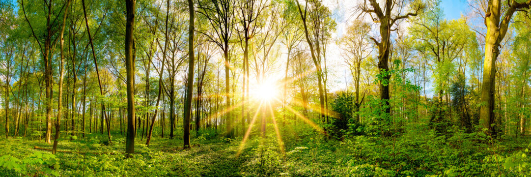 Fototapeta Spring in the forest with bright sun shining through the trees