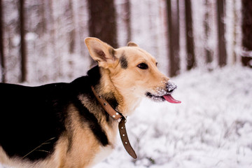 Portrait of funny smiling shepherd dog in the forest