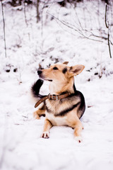 Cute dog resting in the snow