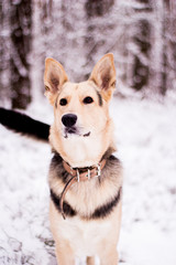 Portrait of shepherd dog in the snow forest