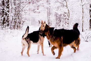 Two dogs playing in the winter forest