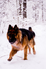 Cute dog playfully running and standing in the forest