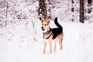 Cute dog playfully running and standing in the forest