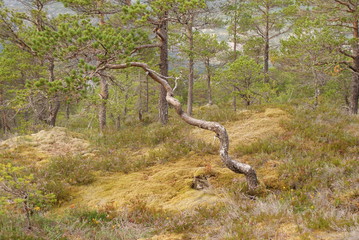 Natur, wildes Norwegen