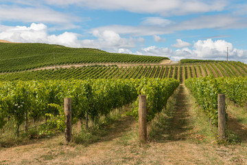 New Zealand countryside with vineyard and blue sky