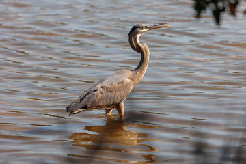 Great blue heron, Ardea herodias, standing in water with open bill
