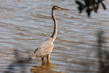 Great blue heron, Ardea herodias, standing in water, Florida, USA