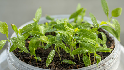 Seedlings of eggplant, tomatoes and peppers growing in a transparent container on the window in the earthen soil in a Sunny day for planting in an urban garden. Growing plants in the home garden. .