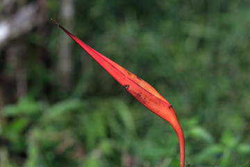 Très visible de part son pétiole long et dressé et sa couleur rouge, l'Héliconia hirsuta aux abords des rives du Dégrad Saramaca à Kourou en Guyane française