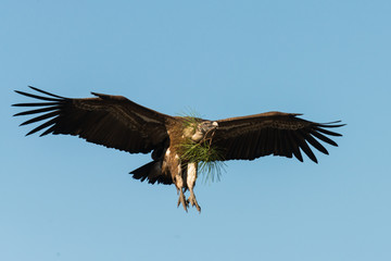 Griffon vulture Gyps fulvus in Extremadura