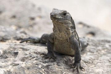 Wild iguanas in Tulum