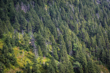 Forest on a slopes of Obri Dul Valley in Czech Republic seen from path to Mount Sniezka, the highest peak of Sudetes mountain