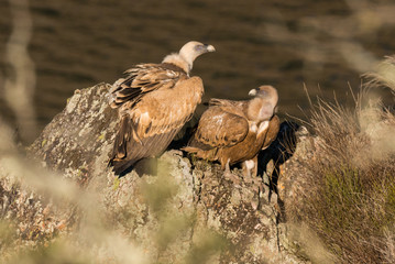 Griffon vulture Gyps fulvus in Extremadura