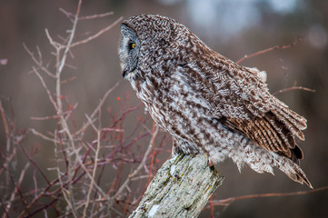 Portrait of a Great Grey Owl sitting on a fence post in a field on a cold winter day.