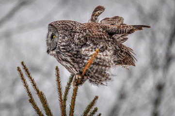 Great Grey Owl sitting in the top of a spruce tree. 