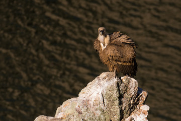 Griffon vulture Gyps fulvus in Extremadura, Spain