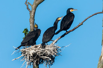 Double-crested cormorant, Phalacrocorax auritus