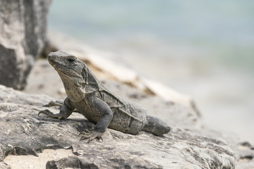 Wild iguanas in Tulum