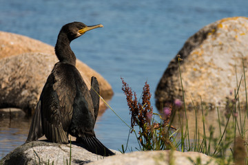 Double-crested cormorant, Phalacrocorax auritus