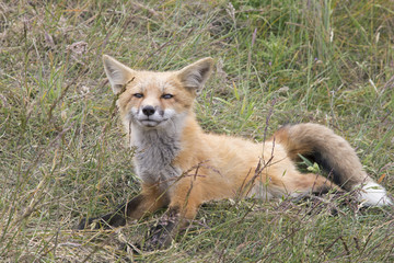Fototapeta na wymiar Chilling - Young Fox in Grass