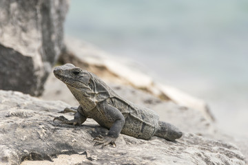 Wild iguanas in Tulum
