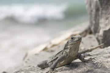 Wild iguanas in Tulum