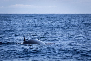 Fototapeta premium Brydes whale, Balaenoptera brydei,showing its dorsal fin in the Atlantic ocean near Gran Canaria.