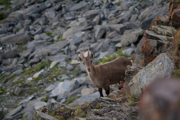 Young Ibex in the alpes, Allalin mountain, Switzerland, Europe