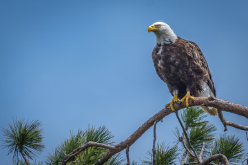 Bald eagle sitting in the top of a huge pine tree, watching over its nest. Algonquin Provincial...
