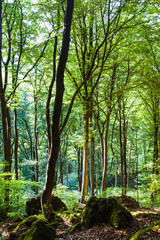 Obraz premium forest in front of cave in Gerolstein