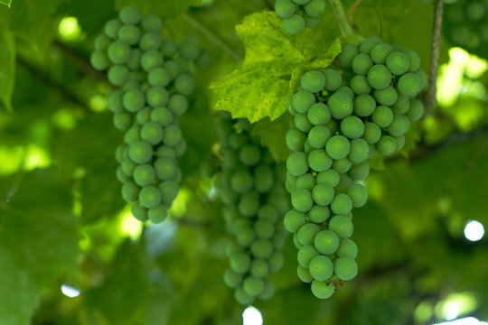 Ripening white grapes in garden. Agricultural background.