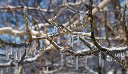 Maple tree buds covered in icicles and a thin layer of snow.