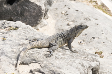 Wild iguanas in Tulum