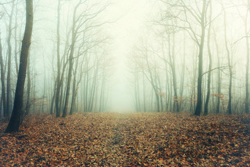 Artisctic photo of a bare forest in mysterious fog