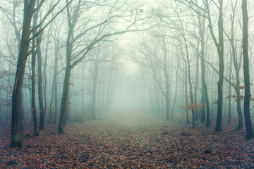 Naklejka premium Mysterious foggy forest