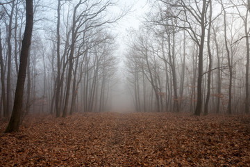 Misty forest