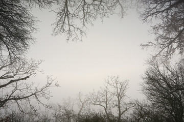 Frame made from bare trees of a foggy forest. Contains empty area suitable for text.