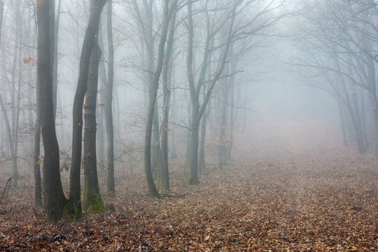 Fototapeta Mysterious fog in a forest